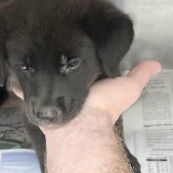 Pharoh -  Retriever and Mixed Breed Dog for Adoption in Parrish, Alabama - Pharoh | PetCurious