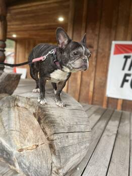 Luna and Henry -  French Bulldog Dog for Adoption in Hemet, California - Luna And Henry | PetCurious