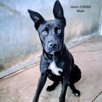 Mixed Breed Dogs Available for Adoption - Jason | PetCurious