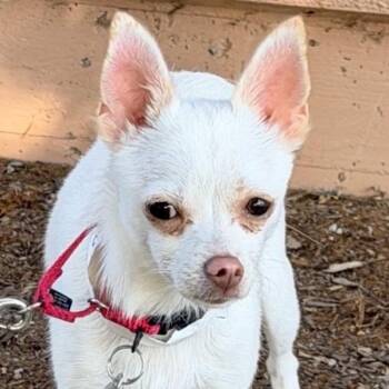 Wemby -  Chihuahua Dog for Adoption in Walnut Creek, California - Wemby | PetCurious