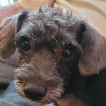 Ralphie -  Schnauzer and Poodle Dog for Adoption in Mundelein, Illinois - Ralphie | PetCurious
