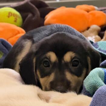 Jill -  Mixed Breed Dog for Adoption in West Palm Beach, Florida - Jill | PetCurious
