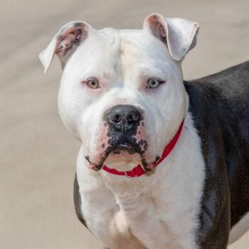 Rescue American Bulldog and Pit Bull Terrier Dogs for Adoption in St. Louis, Missouri - HAMBONE | PetCurious