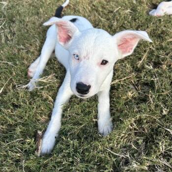 Rescue Mixed Breed Dogs for Adoption in Brownsboro, Alabama - Libby | PetCurious