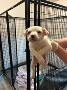 Maverick -  Australian Cattle Dog Blue Heeler Dog for Adoption in Thompson Falls, Montana - Maverick | PetCurious