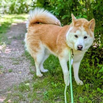 Honey -  Mixed Breed Dog for Adoption in Walker, Michigan - Honey | PetCurious