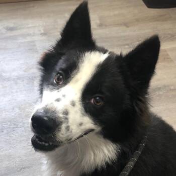 Tucker -  Border Collie and Mixed Breed Dog for Adoption in Freeport, Florida - Tucker | PetCurious