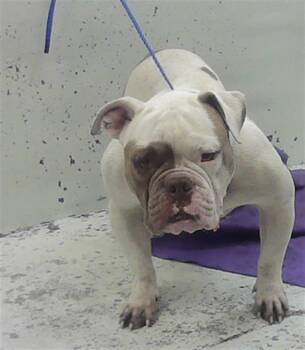 RODRICK -  English Bulldog Dog for Adoption in Houston, Texas - RODRICK | PetCurious