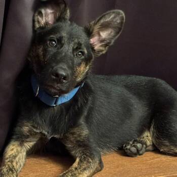 Merlin -  Labrador Retriever Dog for Adoption in Brantford, Ontario - Merlin | PetCurious