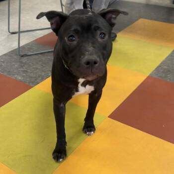 Mixed Breed Dogs Available for Adoption in Philadelphia, Pennsylvania - Zinnia | PetCurious