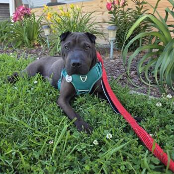 Ellie -  Shar Pei Dog for Adoption in Normal, Illinois - Ellie | PetCurious