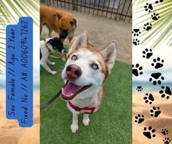 Tyra Banks -  Husky and Mixed Breed Dog for Adoption in Fresno, California - Tyra Banks | PetCurious