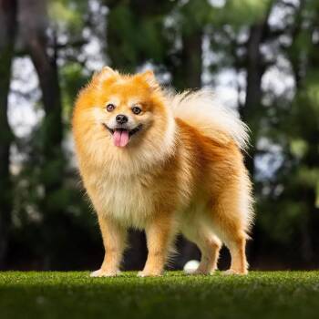 Drake -  Pomeranian and Mixed Breed Dog for Adoption in Jupiter, Florida - Drake | PetCurious