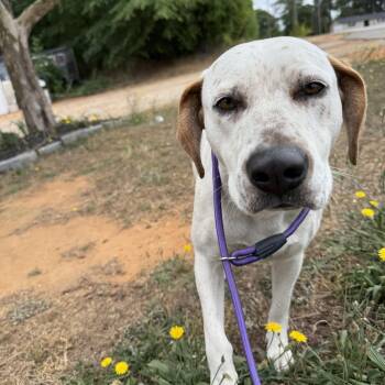Mixed Breed Dogs Available for Adoption in Columbia, South Carolina - Chili Dog | PetCurious