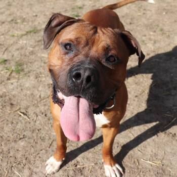 Boxer and Mixed Breed Dogs Available for Adoption - Major | PetCurious