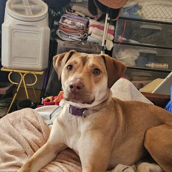 Labrador Retriever and Pit Bull Terrier Dogs Available for Adoption in Bristol, Vermont - Whiskey | PetCurious