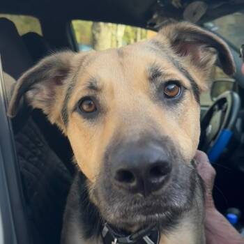 German Shepherd Dog Dogs Available for Adoption - Thor | PetCurious