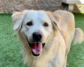 LISA MARIE -  Golden Retriever and Mixed Breed Dog for Adoption in Moreno Valley, California - LISA MARIE | PetCurious