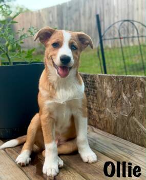 PUPPY OLLIE -  Australian Shepherd Dog for Adoption in Franklin, Tennessee - PUPPY OLLIE | PetCurious