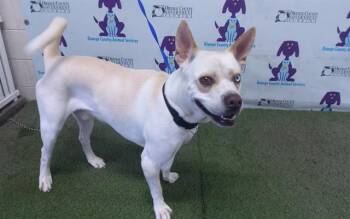 HYDE -  Siberian Husky and Mixed Breed Dog for Adoption in Orlando, Florida - HYDE | PetCurious