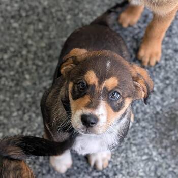 Australian Cattle Dog Blue Heeler and German Shepherd Dog Dogs Available for Adoption in Buchanan Dam, Texas - Mabel | PetCurious