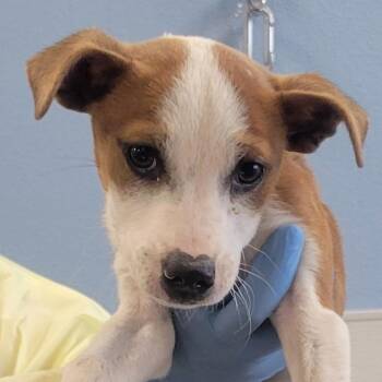 Mixed Breed Dogs Available for Adoption in Las Cruces, New Mexico - Dexter | PetCurious