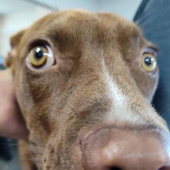 Rescue Pit Bull Terrier Dogs for Adoption in Dickinson, Texas - Fifi | PetCurious