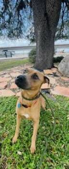 Mixed Breed Dogs Available for Adoption - Sal | PetCurious