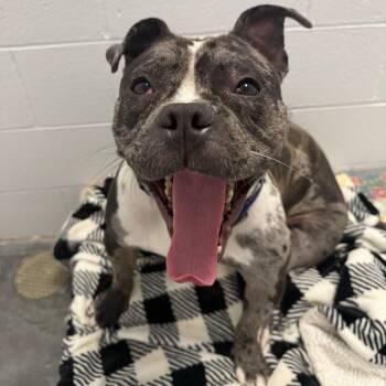 Mixed Breed Dogs Available for Adoption in Dover, New Hampshire - Ryatt | PetCurious