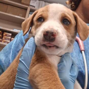 Flute -  Shepherd and Mixed Breed Dog for Adoption in Flagstaff, Arizona - Flute | PetCurious
