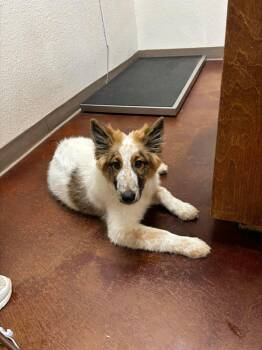 Shetland Sheepdog Sheltie Dogs Available for Adoption in Uxbridge, Massachusetts - Mello Yello | PetCurious