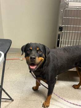Canela -  Rottweiler Dog for Adoption in Sorrento, Louisiana - Canela | PetCurious