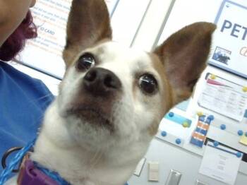 Mixed Breed Dogs Available for Adoption - DIEGO | PetCurious