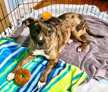 Granite -  Pit Bull Terrier Dog for Adoption in Rockville, Maryland - Granite | PetCurious