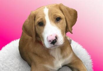 POSIE -  Labrador Retriever and Mixed Breed Dog for Adoption in Fort Lauderdale, Florida - POSIE | PetCurious