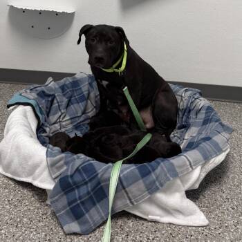 Pit Bull Terrier Dogs Available for Adoption in East St. Louis, Illinois - Aspen | PetCurious