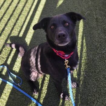 Labrador Retriever Dogs Available for Adoption - AKIRA | PetCurious