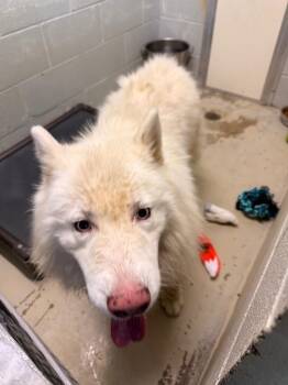Denali -  Husky and Great Pyrenees Dog for Adoption in Camden, Tennessee - Denali | PetCurious