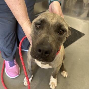 Pit Bull Terrier Dogs Available for Adoption in Morganton, North Carolina - Dumptruck Destiny | PetCurious