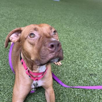 Tango -  Mixed Breed and None Dog for Adoption in West Palm Beach, Florida - Tango | PetCurious