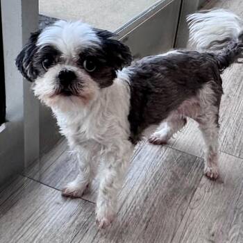 Shih Tzu Dogs Available for Adoption - Chanel | PetCurious