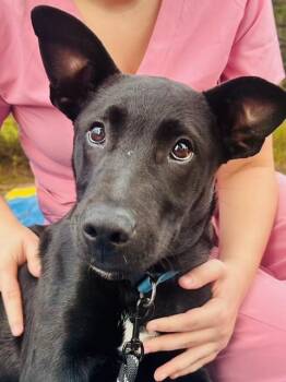 Rescue Black Labrador Retriever Dogs for Adoption in Towanda, Pennsylvania - Nash | PetCurious