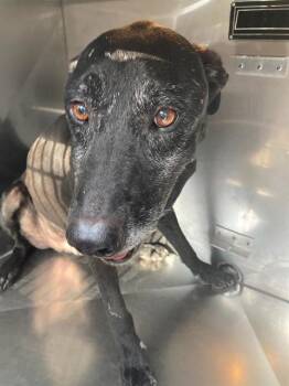 STONEY -  Mixed Breed Dog for Adoption in Dallas, Texas - STONEY | PetCurious