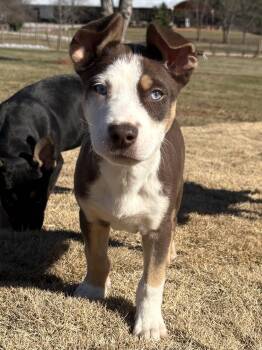 Australian Cattle Dog Blue Heeler and Shepherd Dogs Available for Adoption - Cash | PetCurious