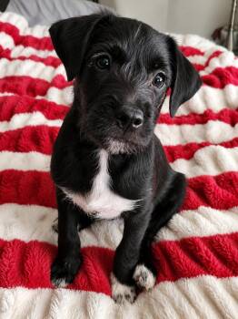 Raven - The Smartest Puppy -  Schnauzer and Patterdale Terrier Fell Terrier Dog for Adoption in Carolina, Carolina - Raven - The Smartest Puppy | PetCurious