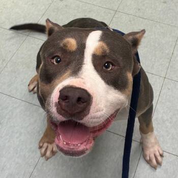 Rhubarb -  Pit Bull Terrier Dog for Adoption in Philadelphia, Pennsylvania - Rhubarb | PetCurious