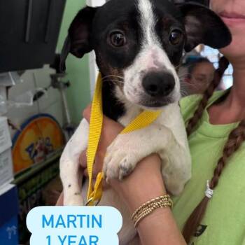 Chihuahua and Terrier Dogs Available for Adoption in Tampa, Florida - Martin | PetCurious