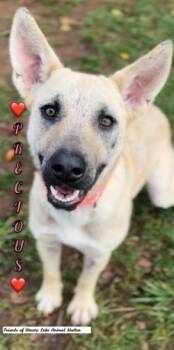Rescue German Shepherd Dog and Mixed Breed Dogs for Adoption in Shasta Lake, California - Precious | PetCurious