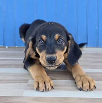 Sven -  Hound and Australian Shepherd Dog for Adoption in Sedalia, Colorado - Sven | PetCurious