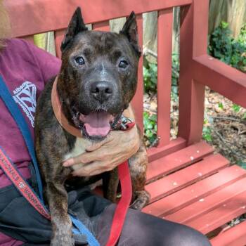 Dunkin Donuts -  Pit Bull Terrier Dog for Adoption in Charlottesville, Virginia - Dunkin Donuts | PetCurious